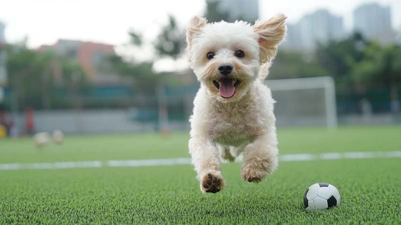 artificial grass safe for pets
